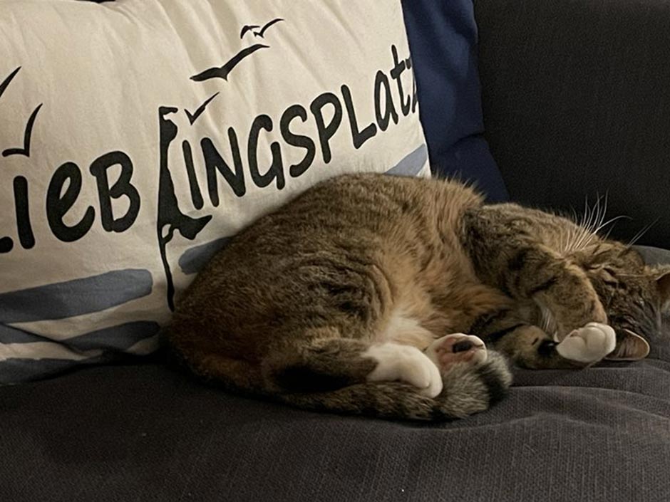 Katze Mi schläft auf dem Sofa.