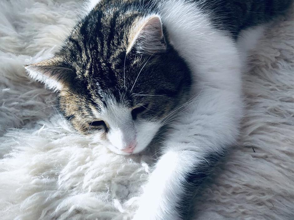 Katze Polly entspannt auf einer Decke.