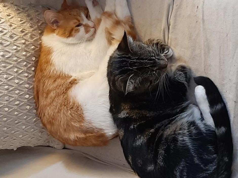 Katze Rose kuschelt wieder mit ihrem Partnerkater.