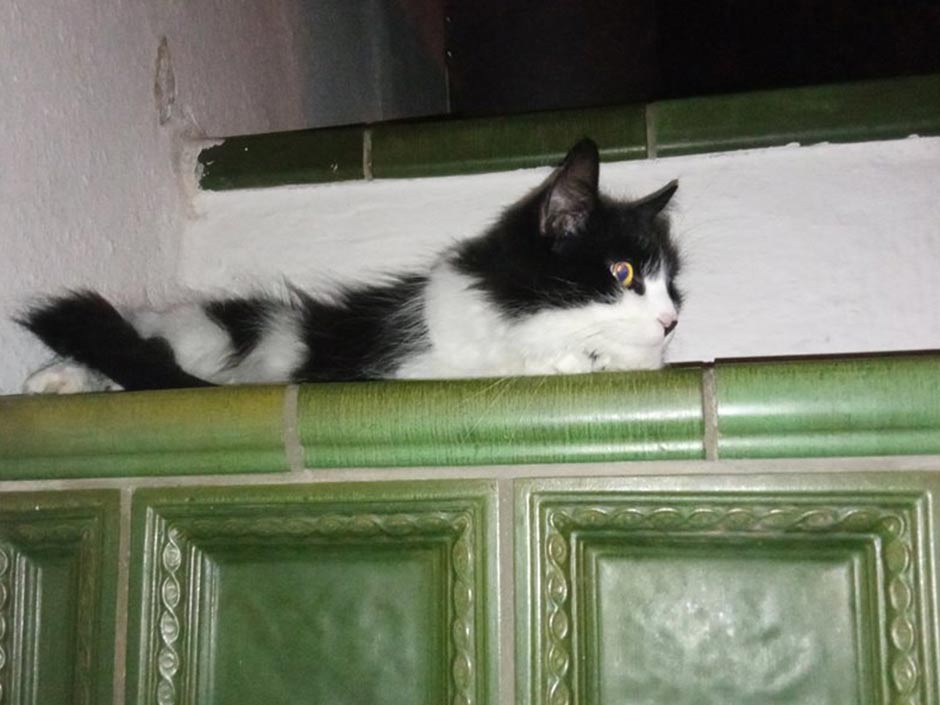 Wohnungskatze liegt auf dem Kamin.