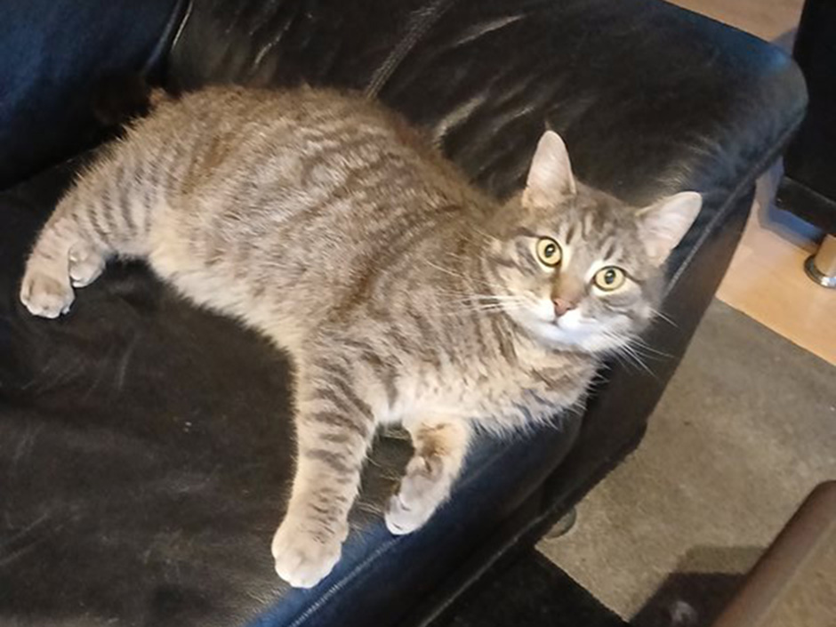 Kater Felix zuhause