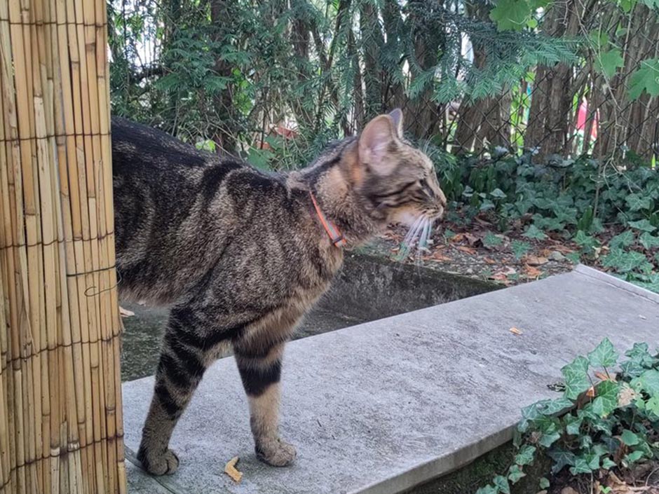 Katze Lilith steht im Garten.