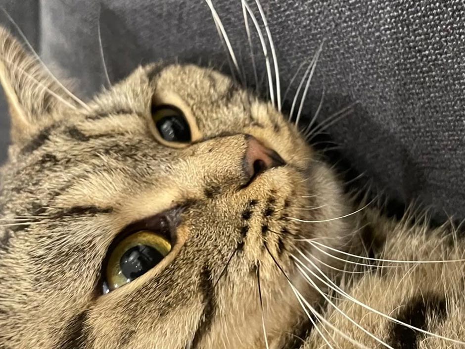 Nahaufnahme: Katze Lokum Gesicht.