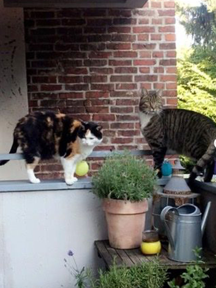 Katze Cleo und Kater Leo