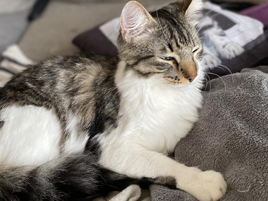 Kater Milo entspannt auf einer Decke.