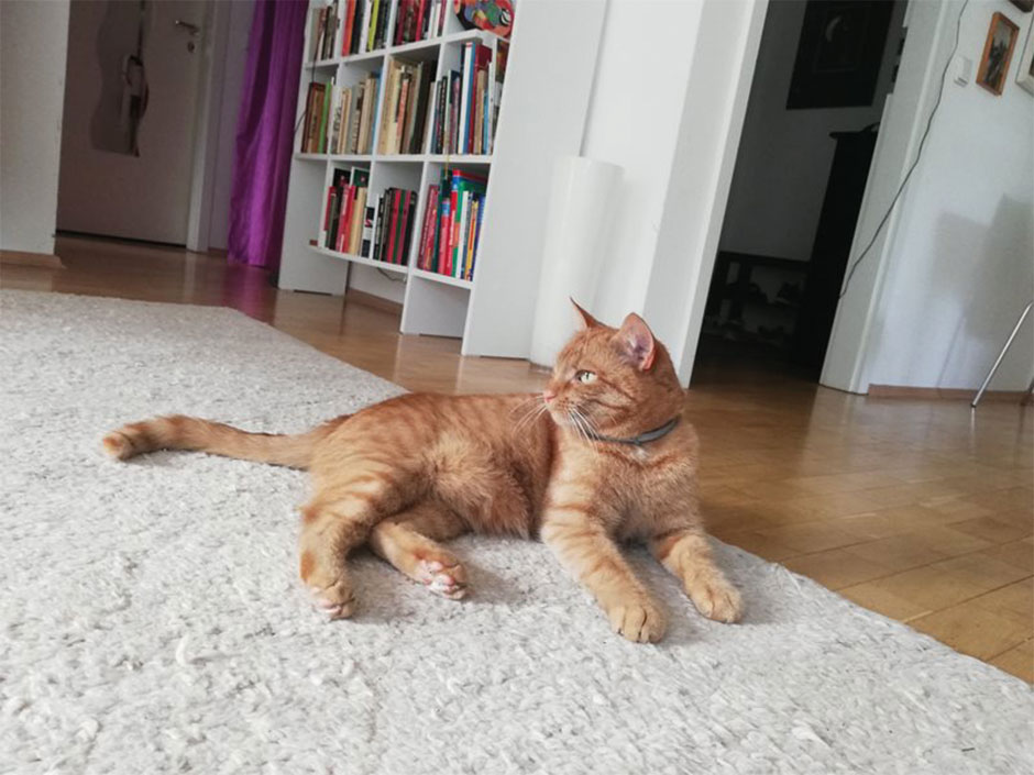 Kater Hugo