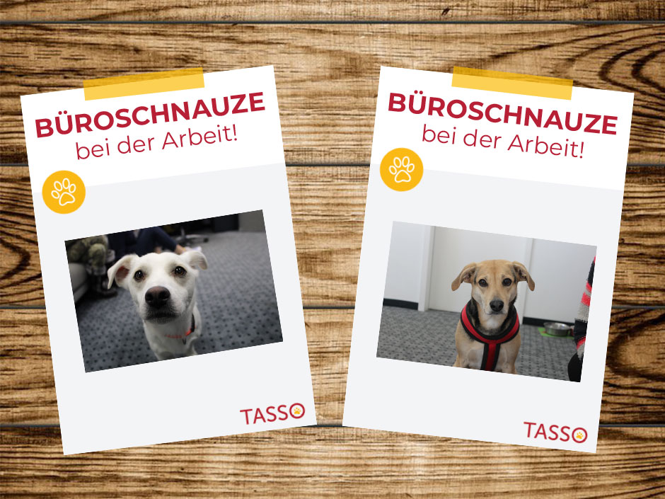 Türschilder für Bürohunde.