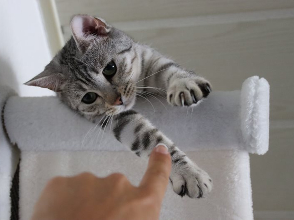 Ein Finger zeigt auf eine grau-gestreifte Katze, die auf einem Kratzbaum sitzt.