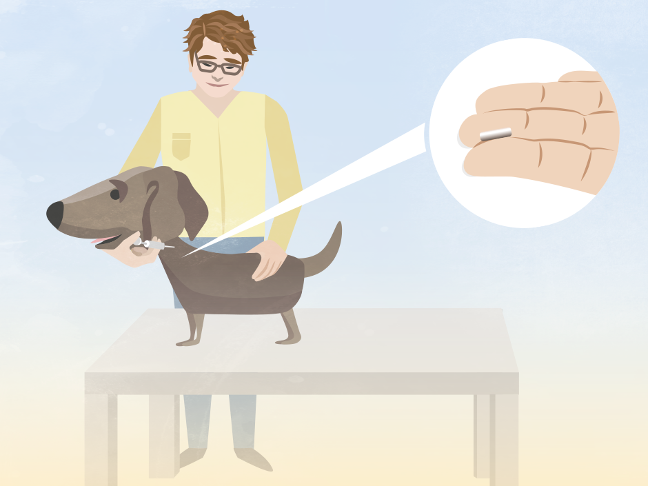 Hund wird von einem Tierarzt mit einem Transponder gekennzeichnet.