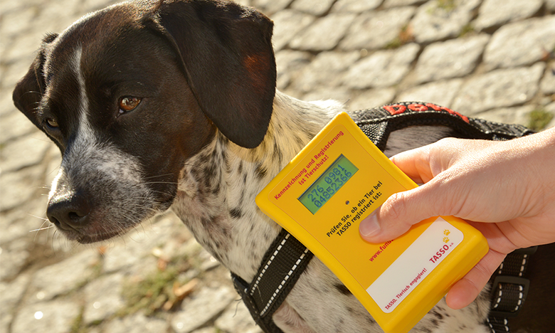 Mit dem Chip unter der Haut können Tiere eindeutig identifiziert werden.