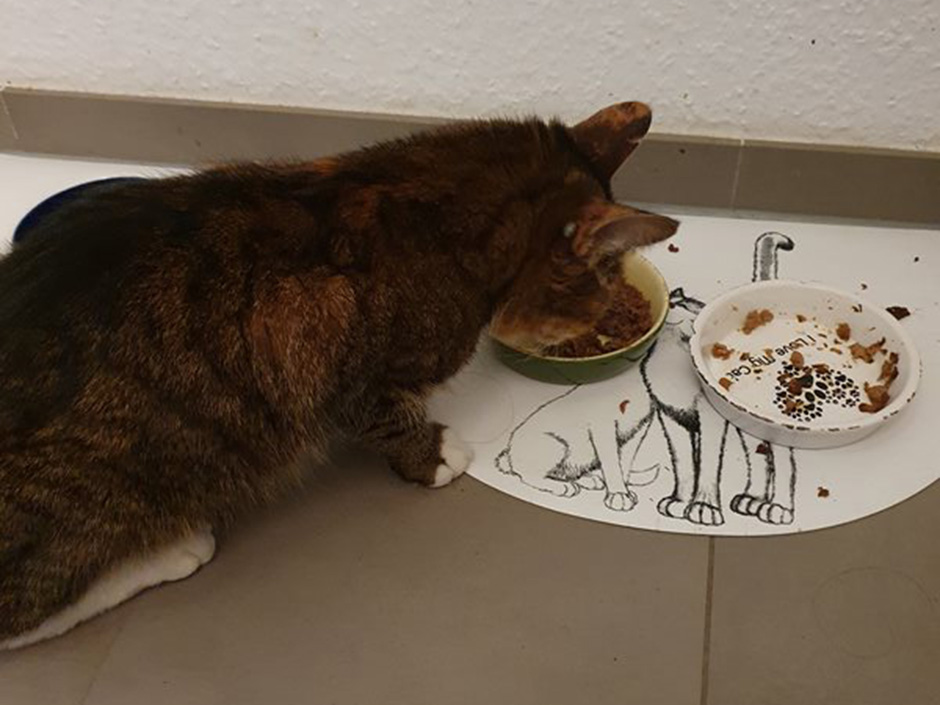 Katze Luna zuhause