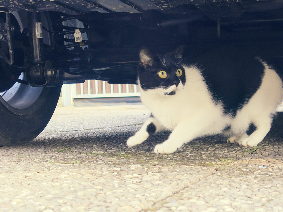 Eine Katze versteckt sich unter einem Auto