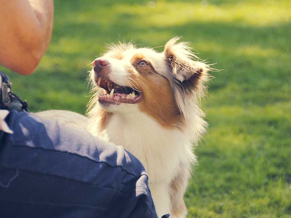 Ein Hund wartet auf ein Leckerli.