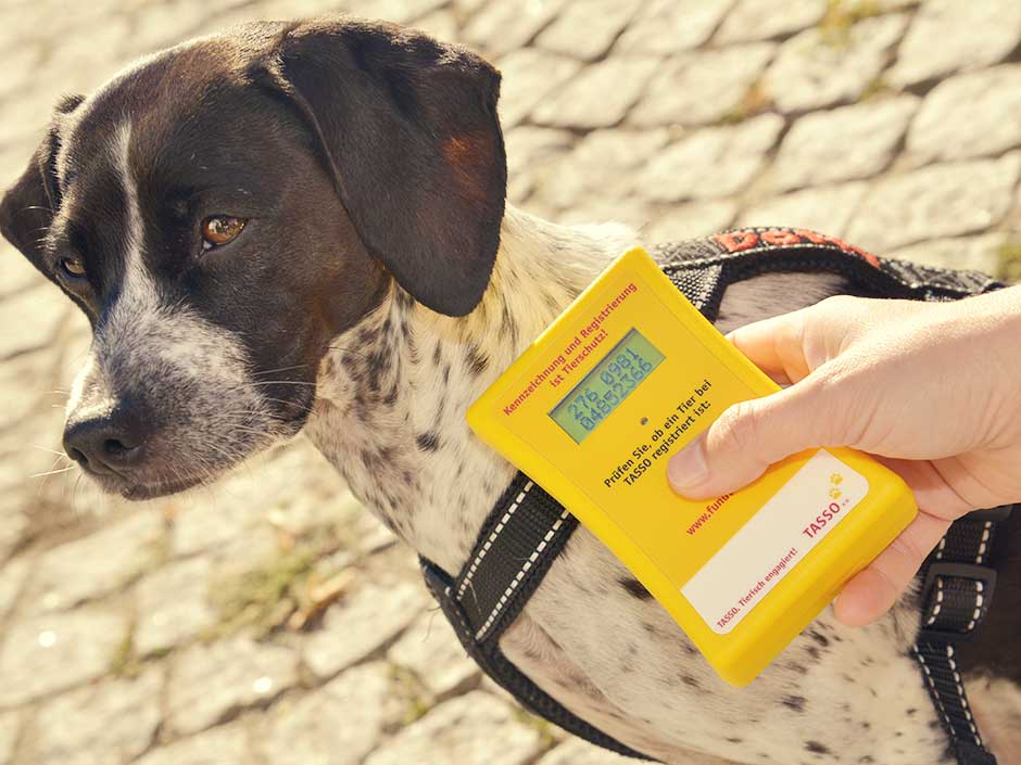 Ein Hund wird mit einem Lesegerät auf einen Transponder überprüft.