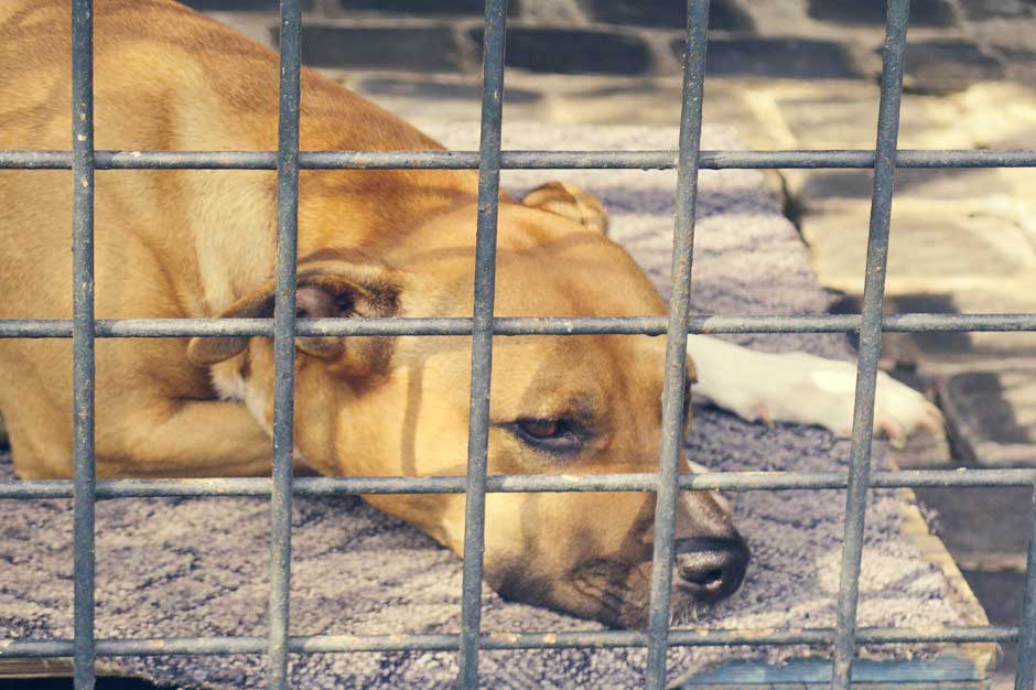 Ein Hund liegt in einem Zwinger.