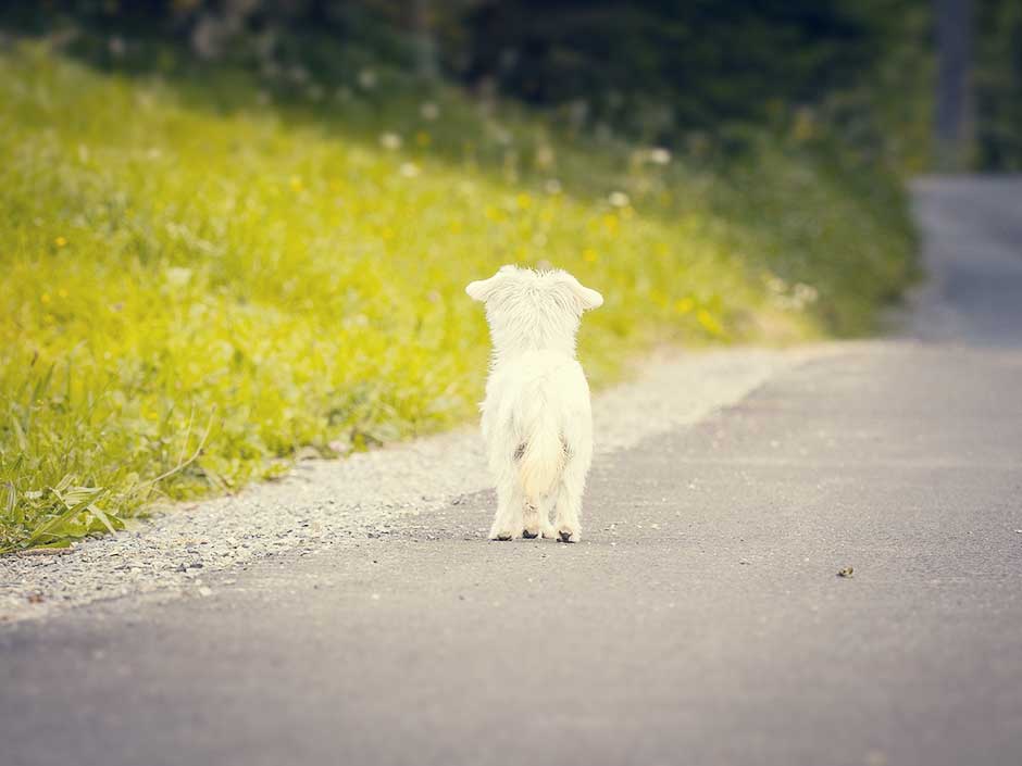 Ein entlaufener Hund alleine auf der Straße.