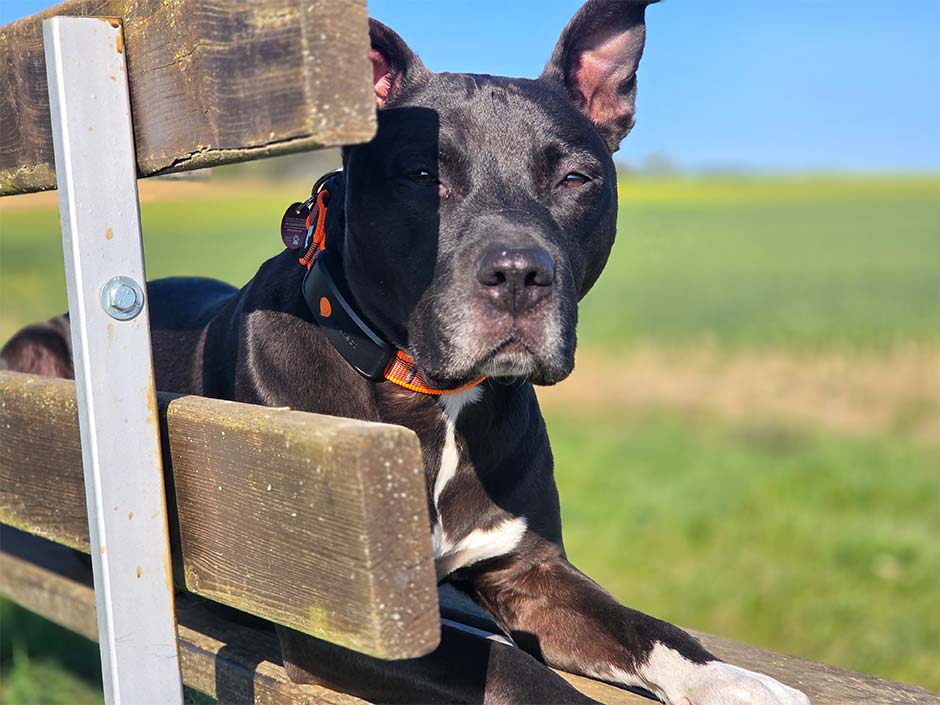 Hund mit GPS-Tracker liegt auf einer Bank.