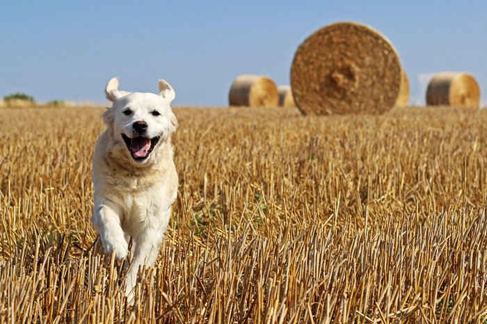 Kunstig Abe Zoom ind Hunde | TASSO