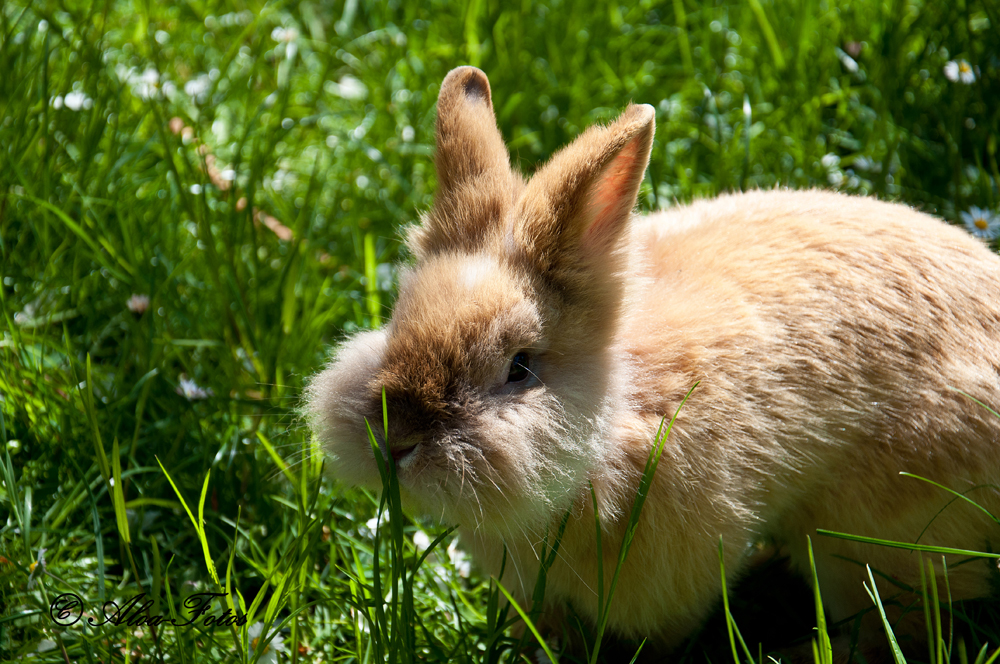 Ein Kaninchen sitzt im hohen Gras.