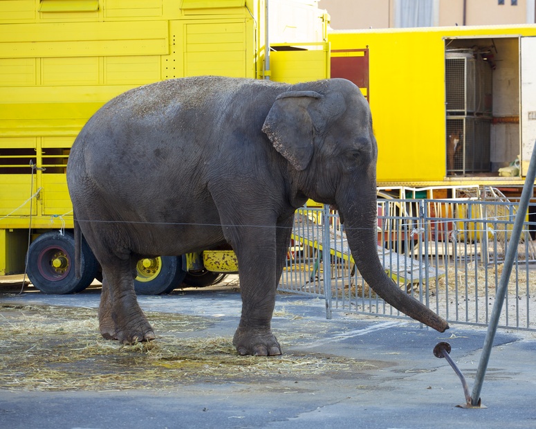 Ein Elefant steht auf Stroh vor Zirkuswagen.