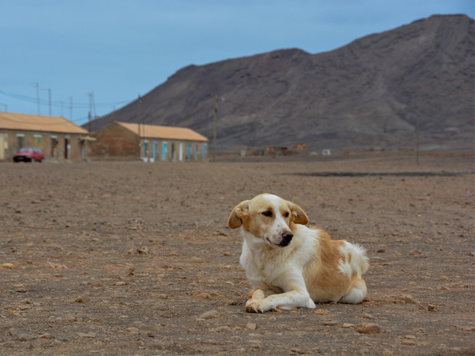 Tierschutz im Ausland 