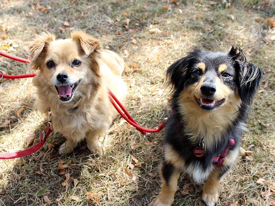 Zwei glueckliche Hunde