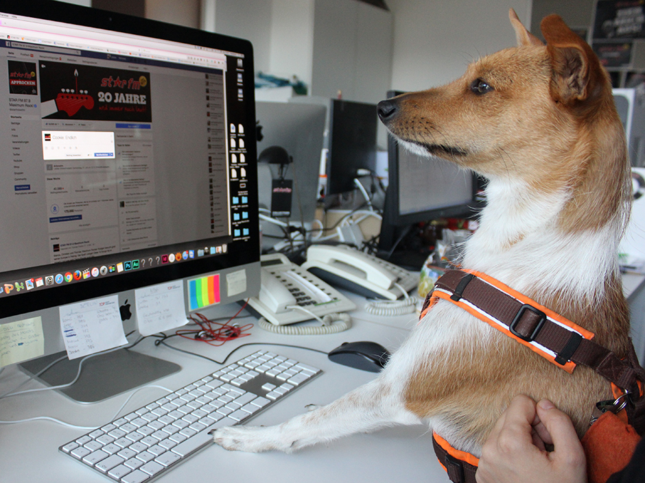 Studiohund Cookie bei der Arbeit