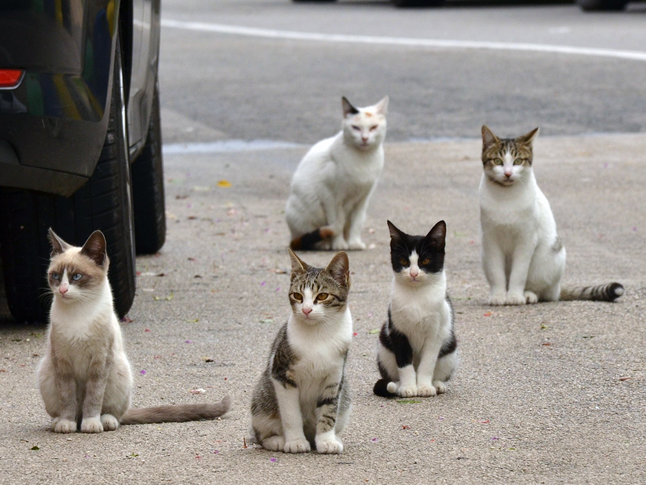 Katzen Kastration Zeitpunkt