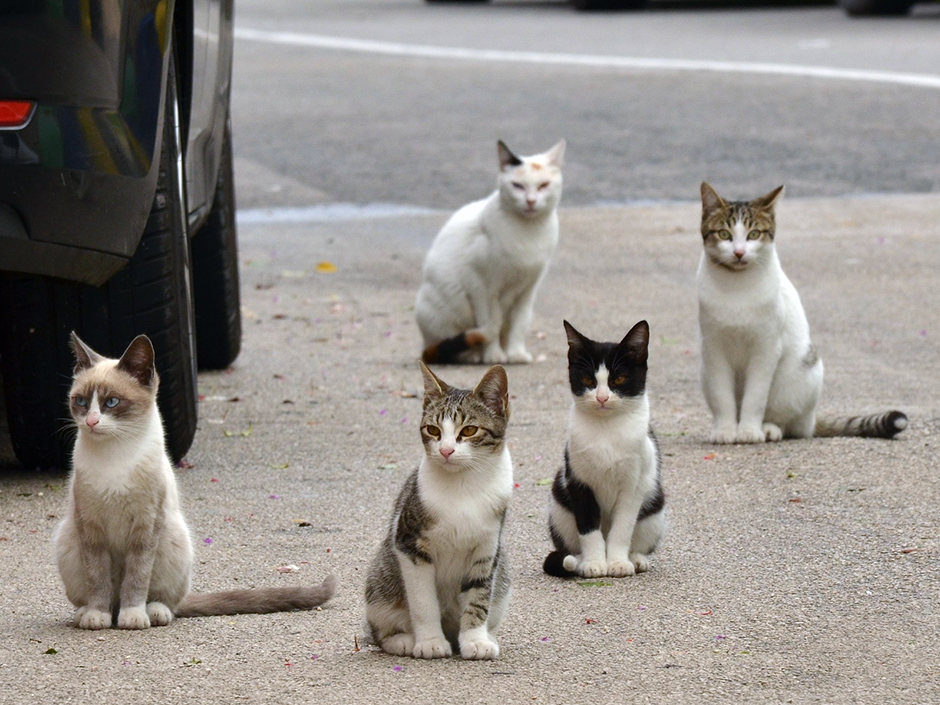 Fünf Katzen sitzen auf der Straße.