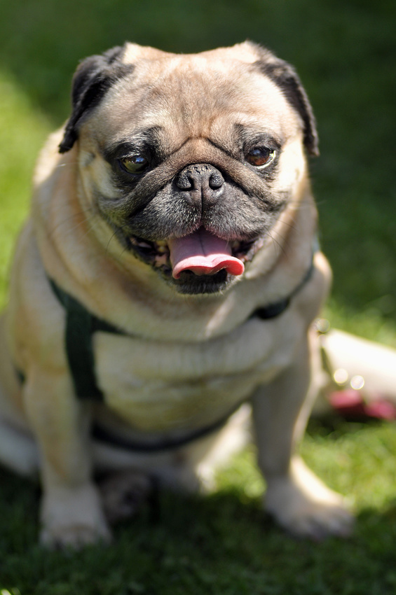 Ein Mops hechelt und sitzt im Gras