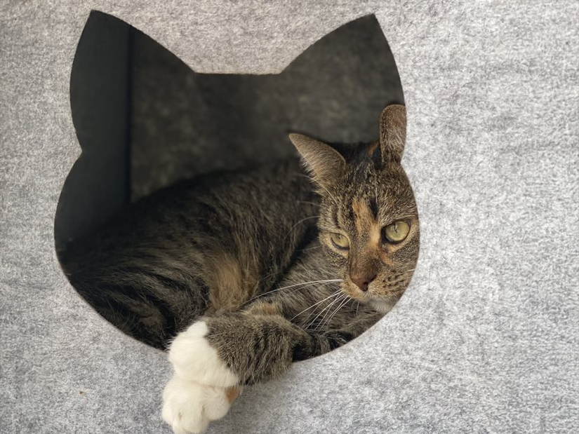 Katze blickt aus einer Katzenhöhle hinaus