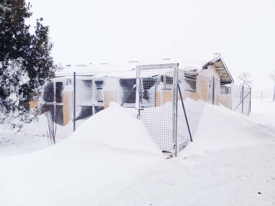 Spanisches Tierheim ANAA versinkt unter den Schneemassen.