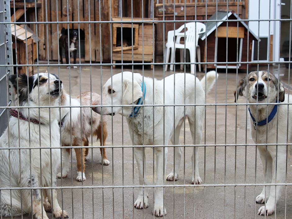 Hunde im Tierheim.
