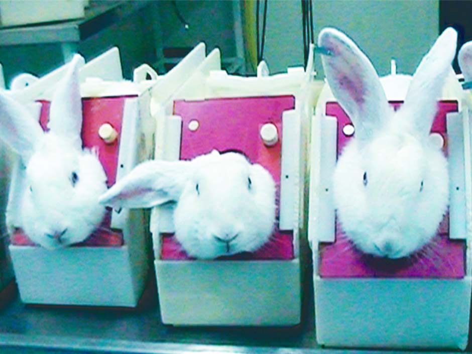 Kaninchen werden für Tierversuche in Kästen fixiert. (c) One Voice