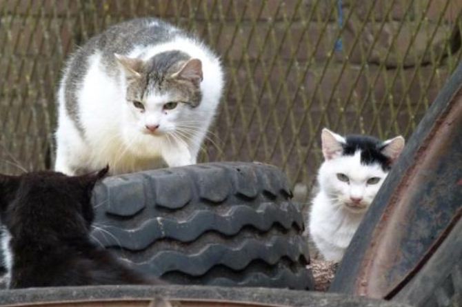 Drei Katzen und einige Reifen.