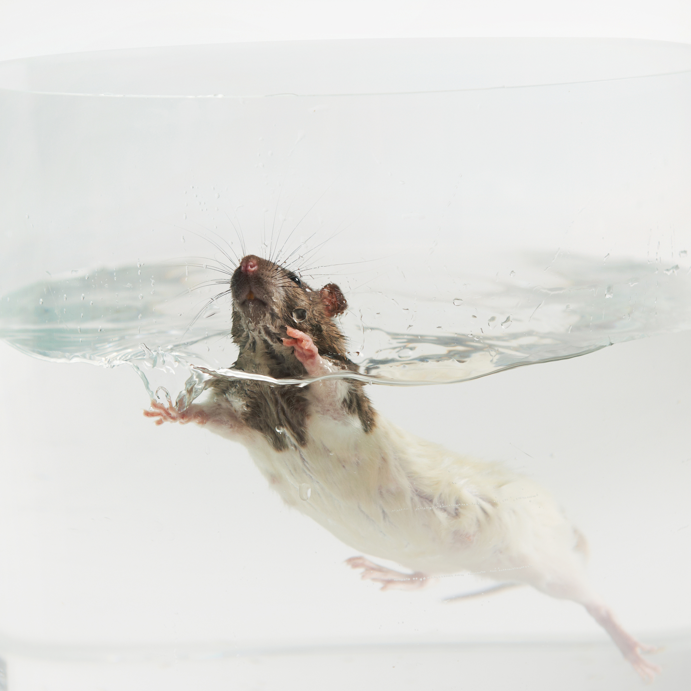 Eine Ratte schwimmt im Wasser.