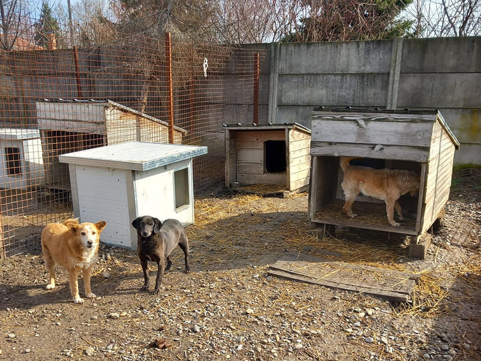 Hunde Serbien Tierheim