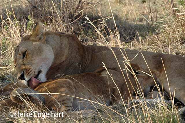 Eine Löwin leckt ihr Jungtier.