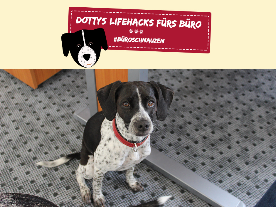 Bürohund Dotty