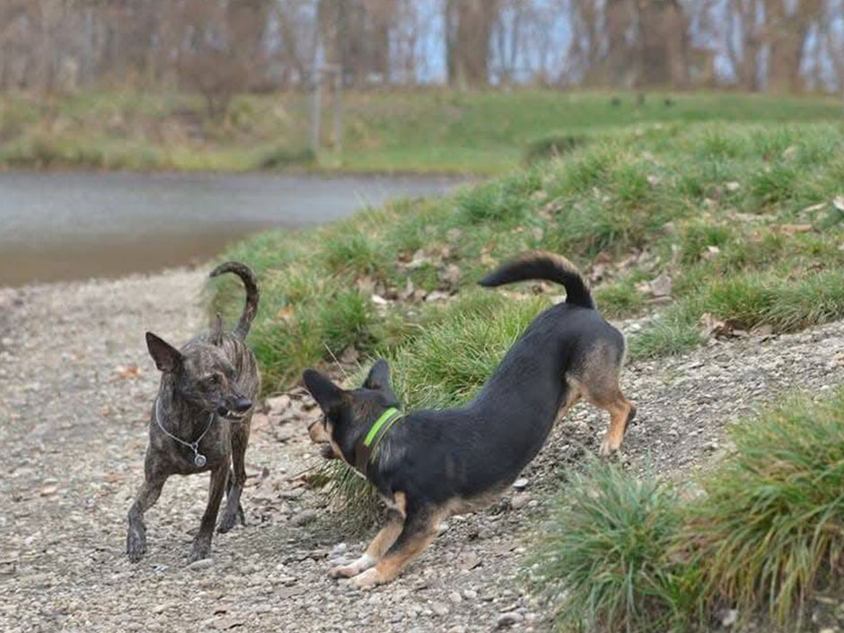 Zwei Hunde streiten.
