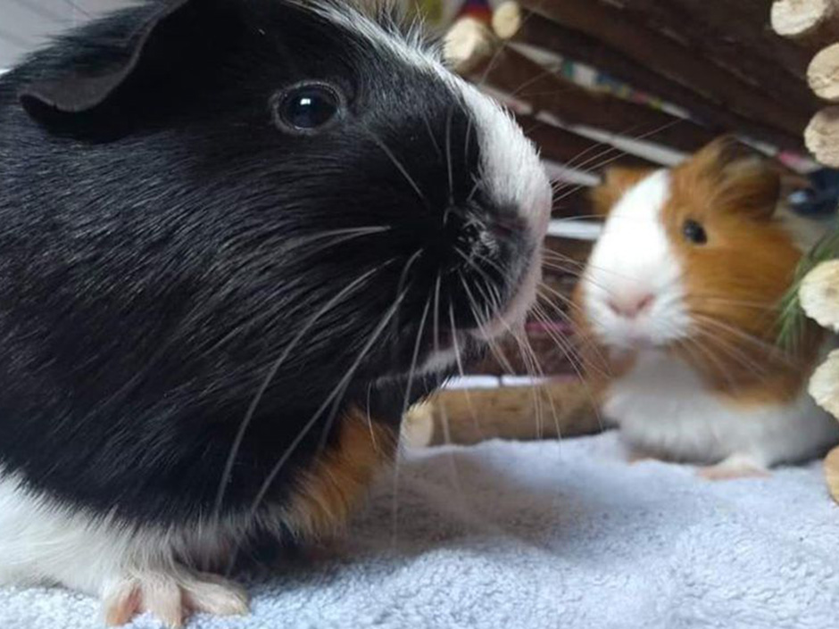 Ein Meerschweinchen mit schwarz-weißem Fell und ein Meerschweinchen mit orange-weißem Fell sitzen nebeneinander.