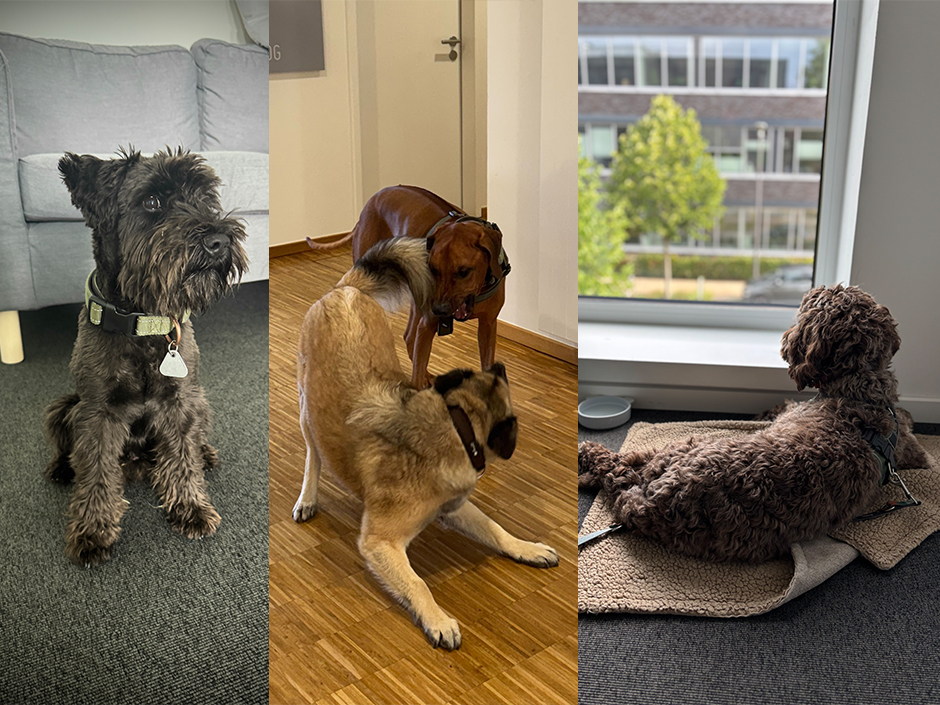 Bürohunde bei desk.ly: Freddie, Bakari und Poe dürfen ihre Menschen ins Büro begleiten.