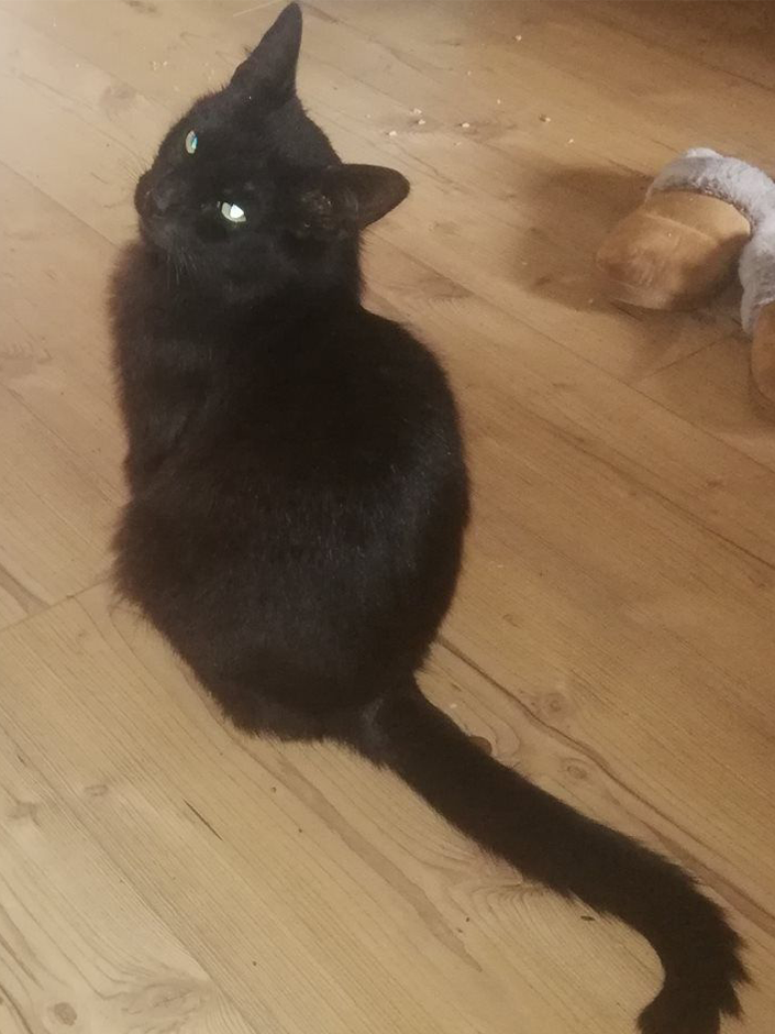 Kater Wolly ist Zuhause.