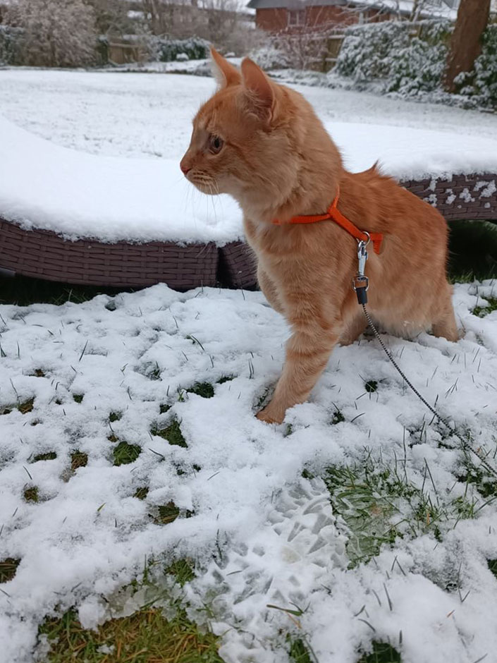 Eine rote Katze im Schnee