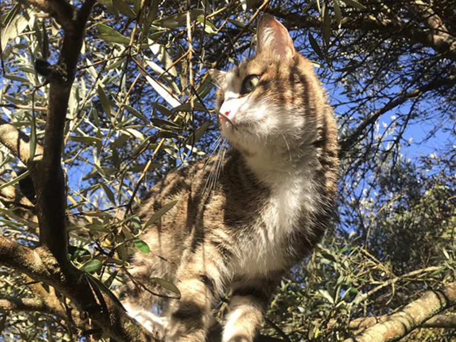 Eine hellbraune Katze sitzt auf einem Baum und schaut aufmerksam nach links.