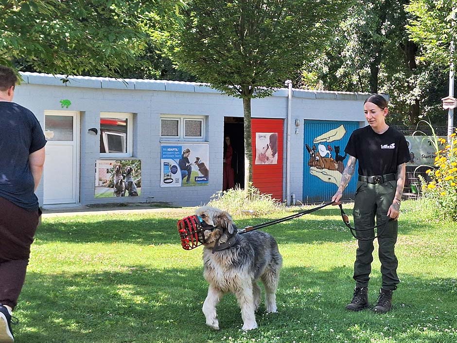 TASSO-Fortbildungsreihe: Begutachtung von Tierheimhunden. © Silke Giesing