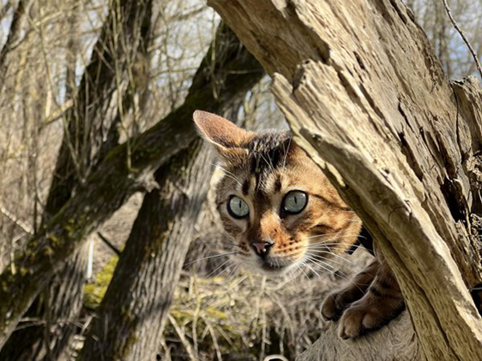 Eine braun-gestreifte Katze sitzt auf einem Baum im Wald.