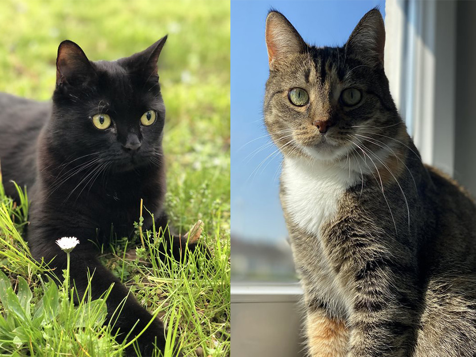 Eine schwarze Katze liegt auf einer Wiese und eine gestreifte Katze sitzt auf einer Fensterbank.