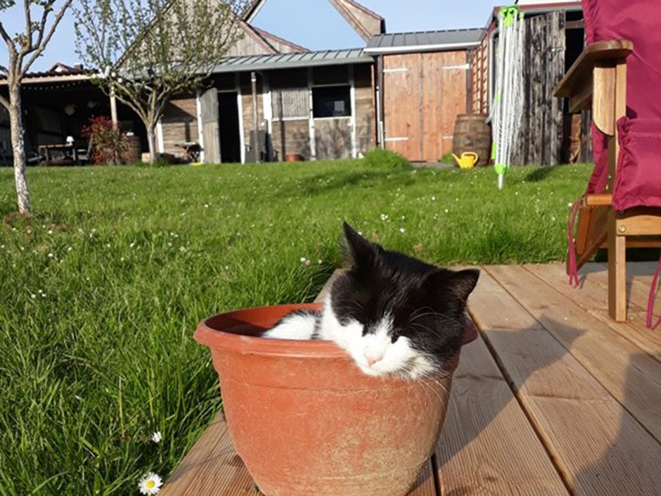 Schwarz-weiße Katze liegt entspannt in einem Tontopf auf einer Holzterrasse im Garten