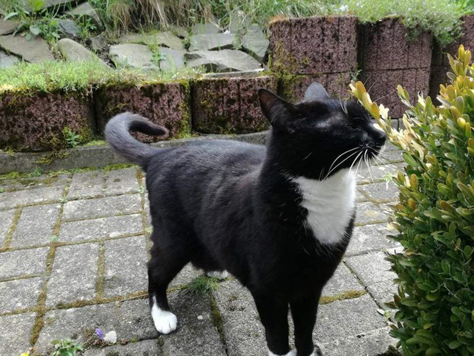 Eine schwarze Katze ist auf einer Terrasse und schnuppert an einer Pflanze.